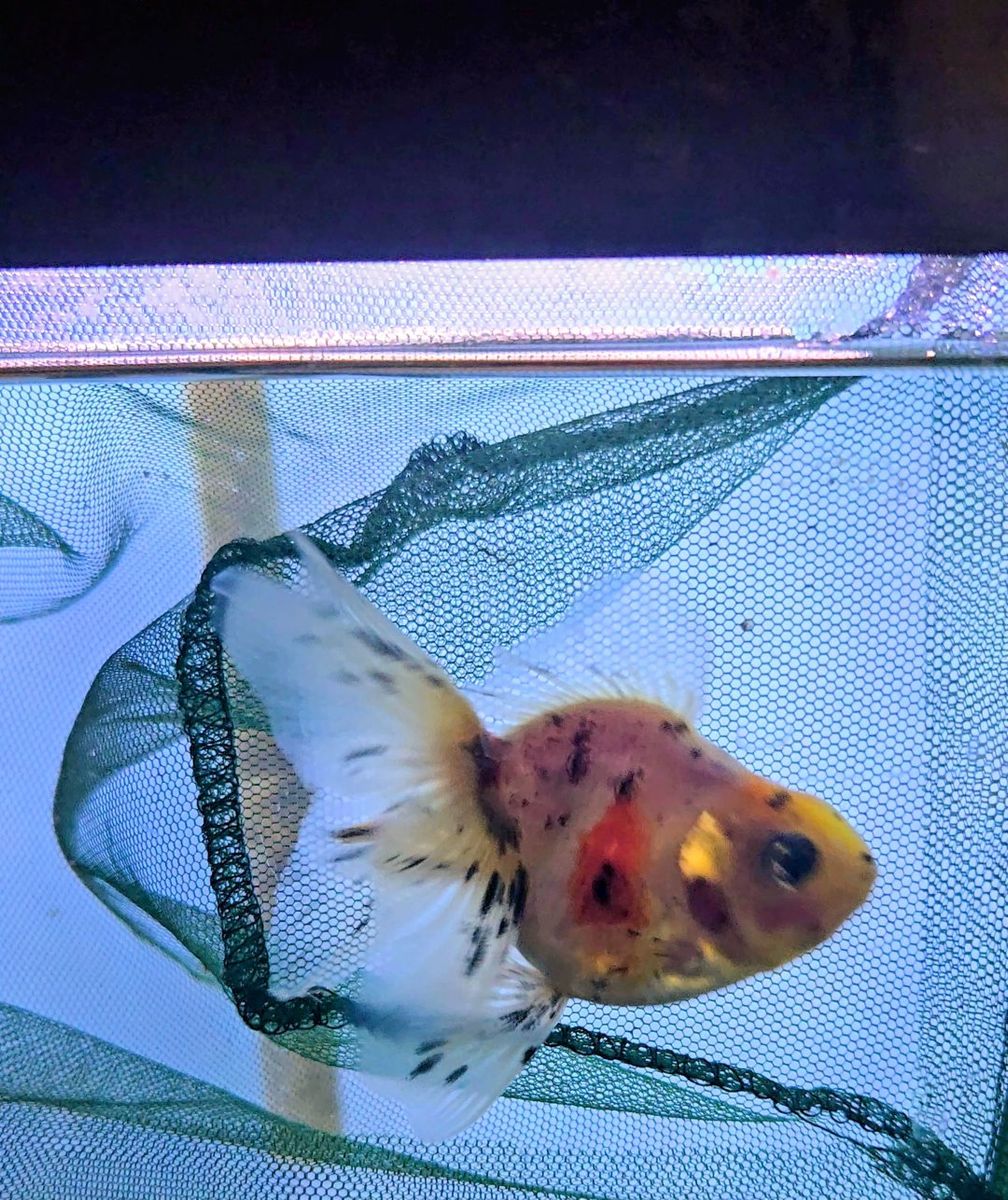 Calico Oranda goldfish