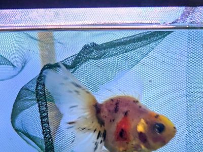Calico Oranda goldfish