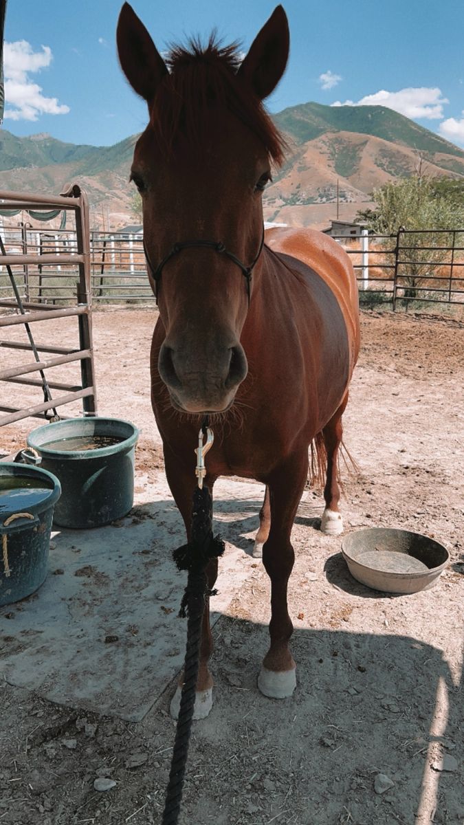 2019 green broke mustang