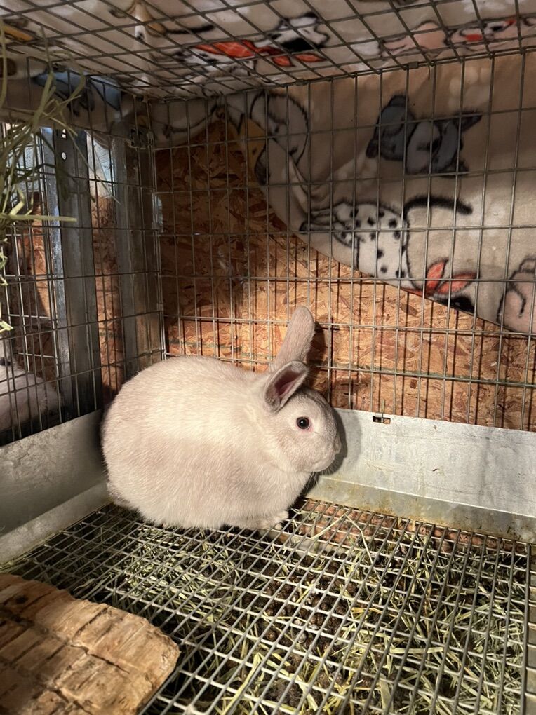 New zealand/Rex rabbits Mix