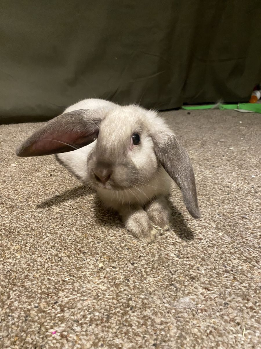 New Zealand Rabbit (Buck)
