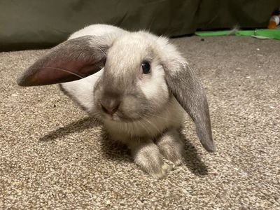 New Zealand Rabbit (Buck)