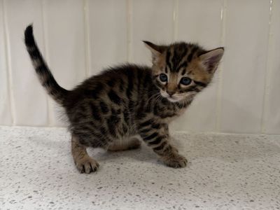 Bengal Kittens