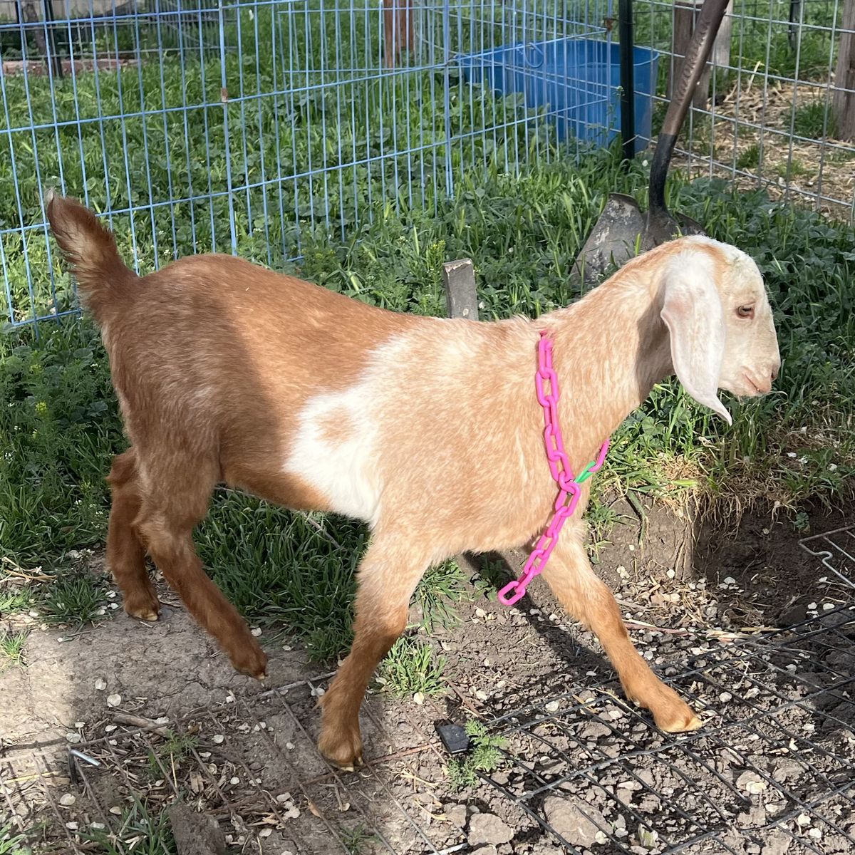 Milk Goat Doeling