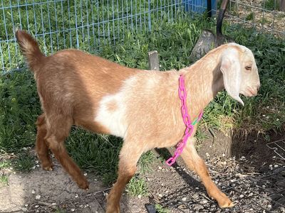 Milk Goat Doeling