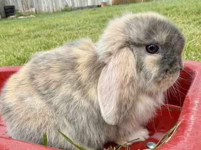 Harlequin Holland Lop Doe
