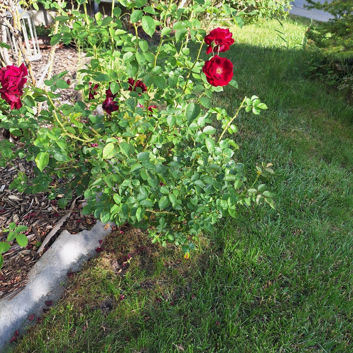 Rose Bush