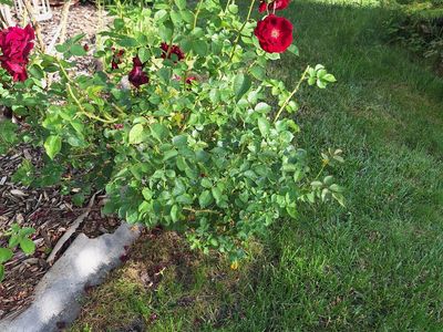 Rose Bush