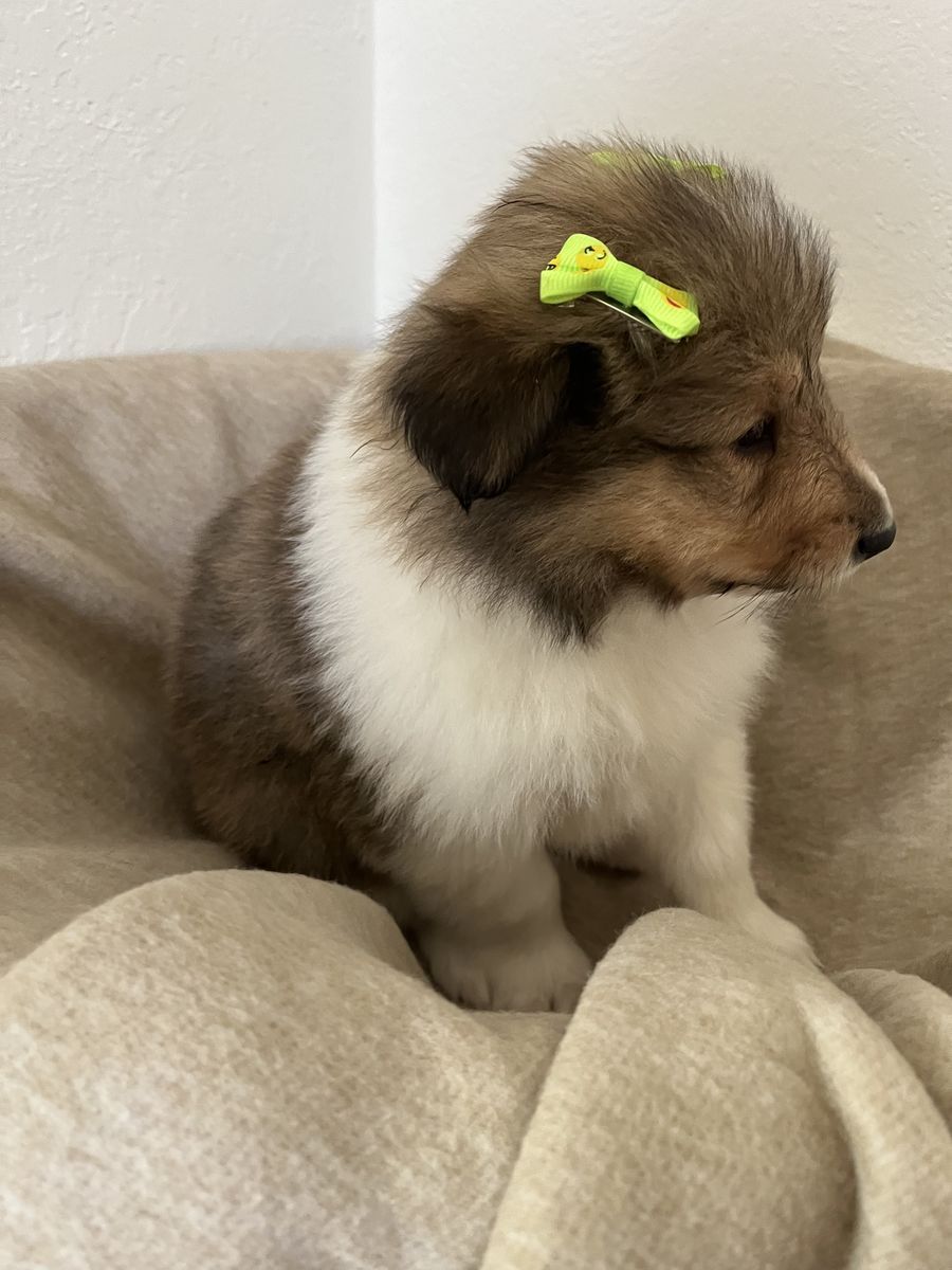 AKC Registered Rough Collie (Lassie) Puppies for sale