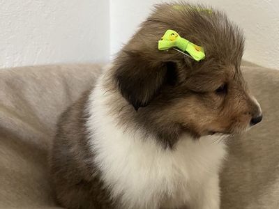 AKC Registered Rough Collie (Lassie) Puppies for sale
