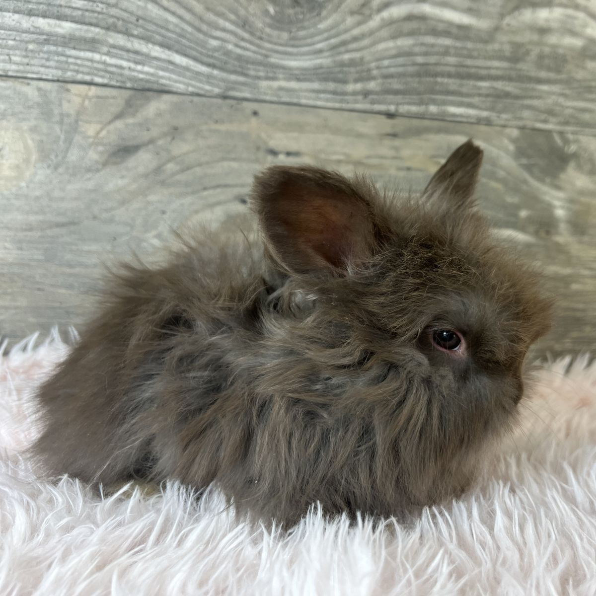 English Angora chocolate babies