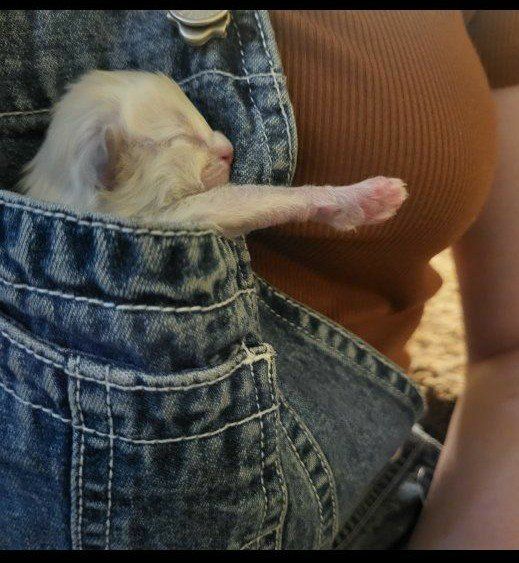 Sweet Mink Ragdoll Kittens