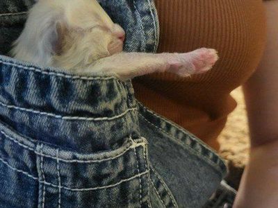 Sweet Mink Ragdoll Kittens