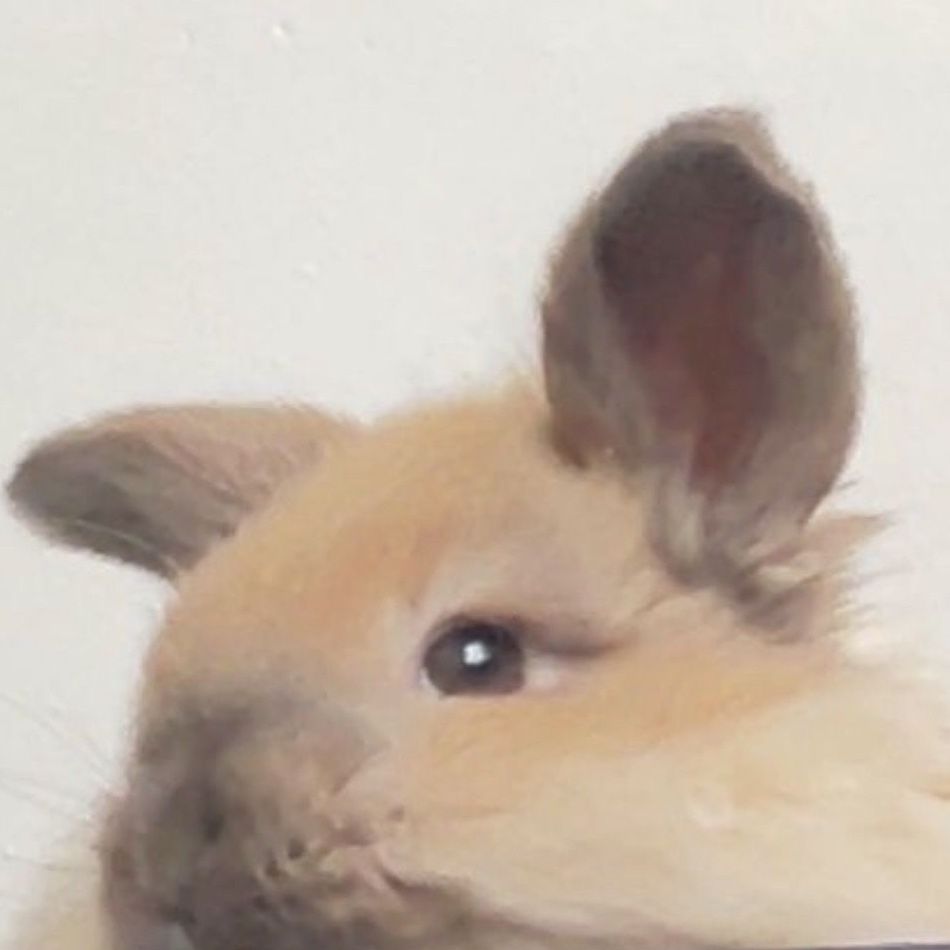 Dwarf Fuzzy lop boy