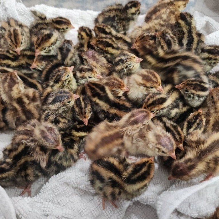 Jumbo Egyptian Coturnix quail chicks 3/14/26