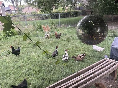 Cock and Drake for free. Must take both. Free range