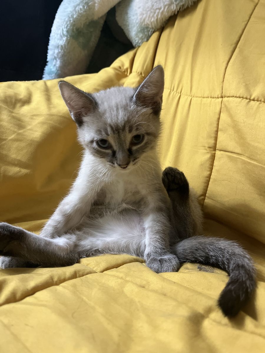 “Hypoallergenic” bengal mixes!