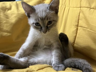 “Hypoallergenic” bengal mixes!