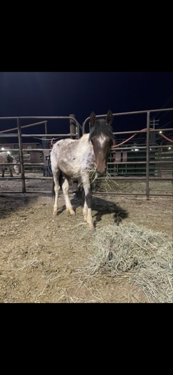 Pony size yearling filly