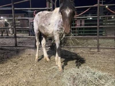 Pony size yearling filly