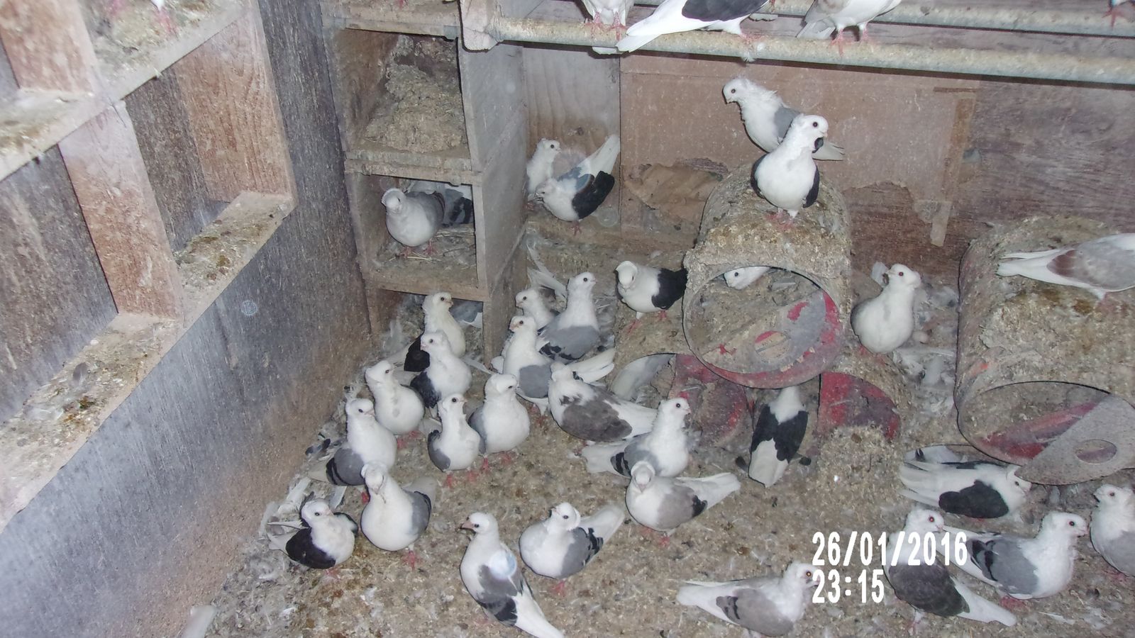 Old German Owl Pigeons
