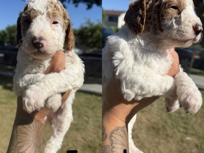 Mini/medium Goldendoodle Puppies