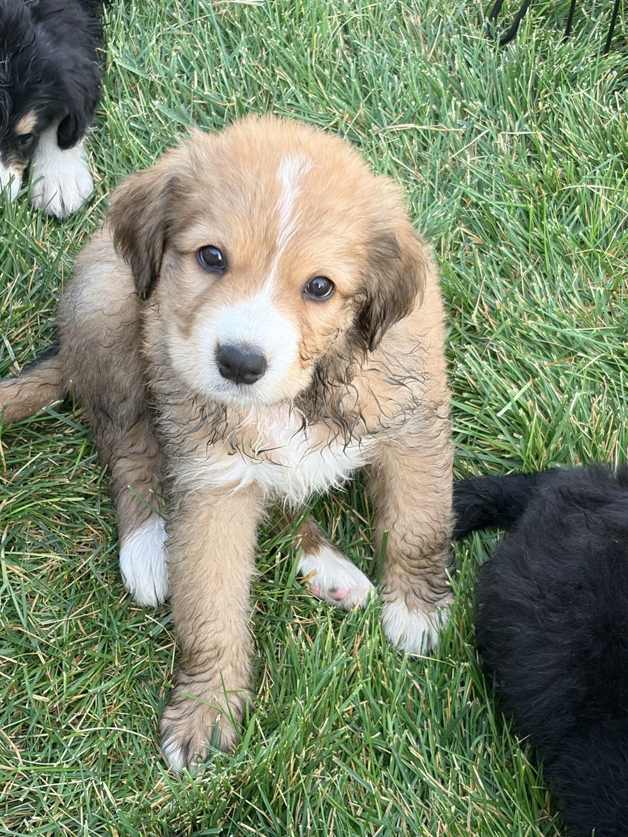 Pyrenees/Bernese Puppies- Male & Female Available
