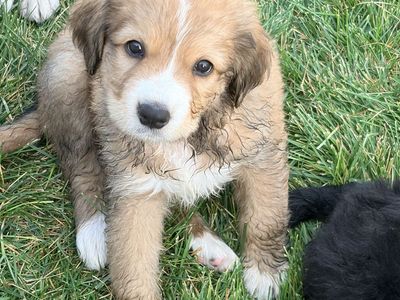 Pyrenees/Bernese Puppies- Male & Female Available