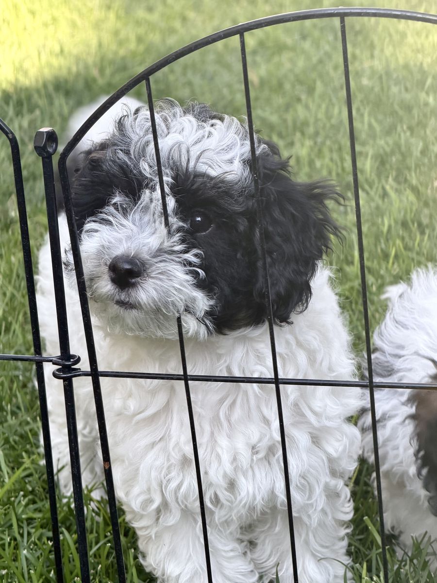 Coton de Tulear Poodle / Cavapoo Puppies for Sale