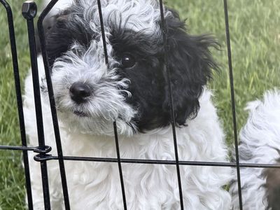 Coton de Tulear Poodle / Cavapoo Puppies for Sale