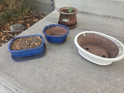 Bonsai Pots Plus
