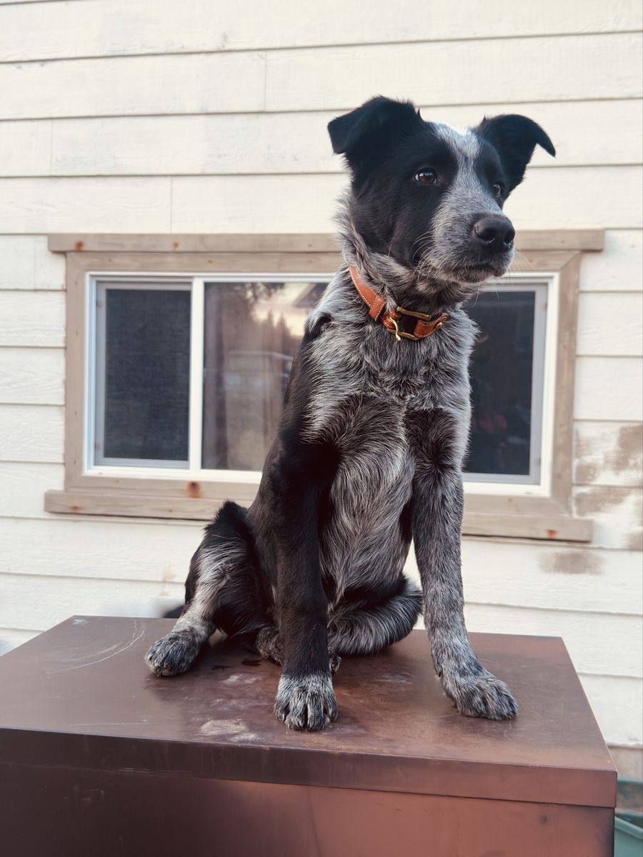 Border Collie Blue/Red Heeler