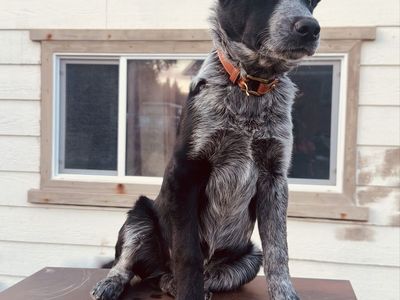 Border Collie Blue/Red Heeler