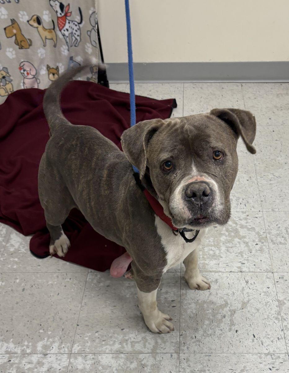 A90616 Baby Dee is Available for Adoption!