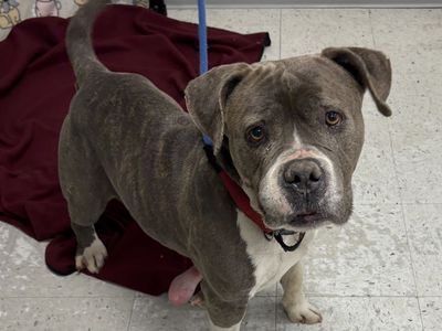 A90616 Baby Dee is Available for Adoption!