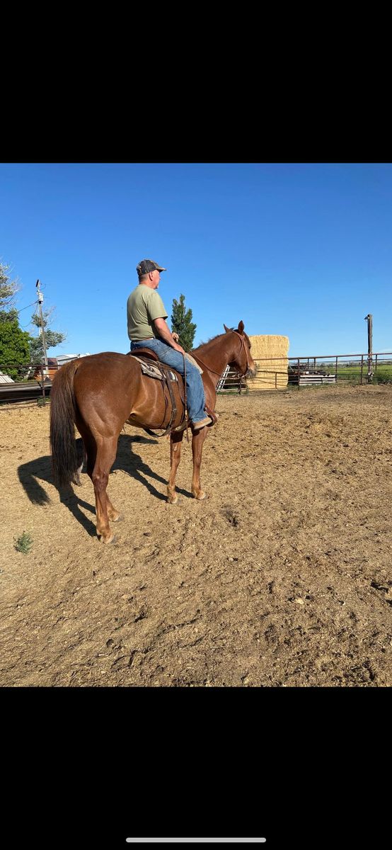 Ranch Gelding Prospect