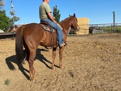 Ranch Gelding Prospect