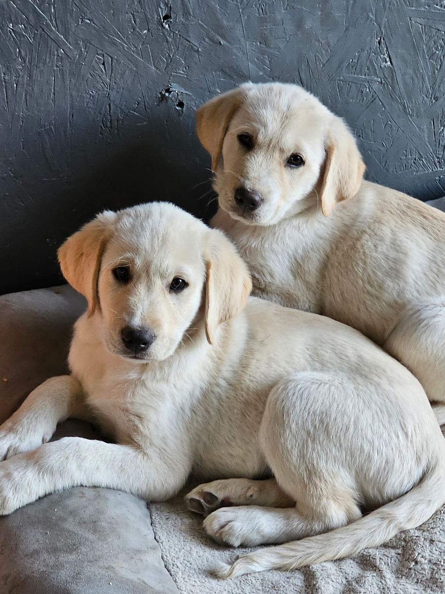 Puppies For Sale!!