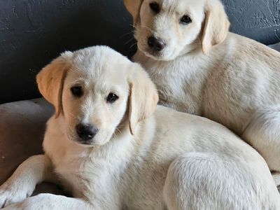 Puppies For Sale!!