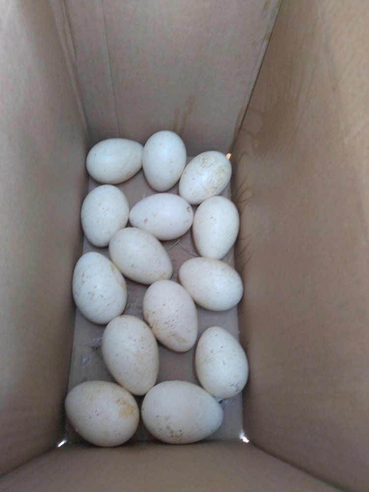 Fertilized black turkey eggs