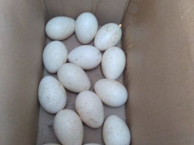 Fertilized black turkey eggs