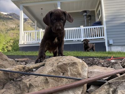 Adorable GSP/ Lab Puppies - Black & Brown