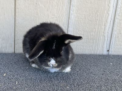 Holland Lop Buck