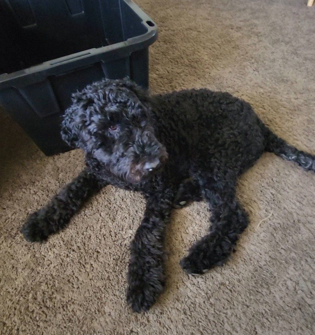 9 month old Double Doodle