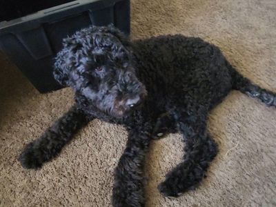 9 month old Double Doodle