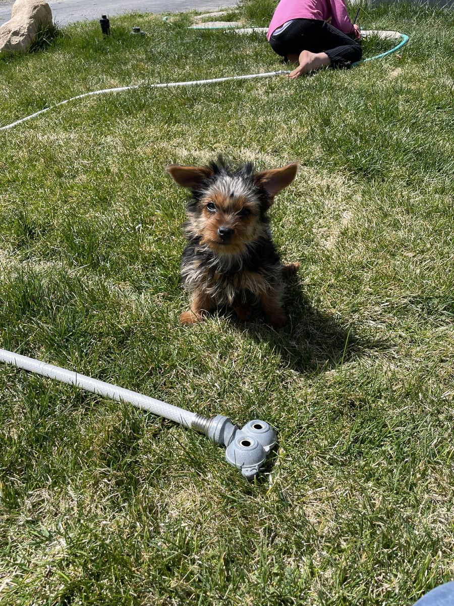 Purebred Yorkie Puppies