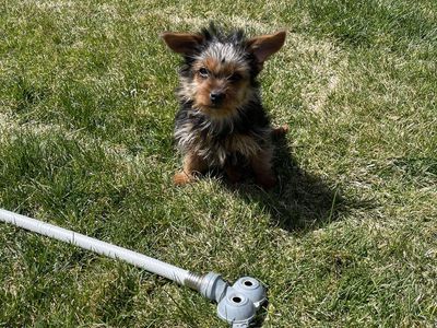 Purebred Yorkie Puppies