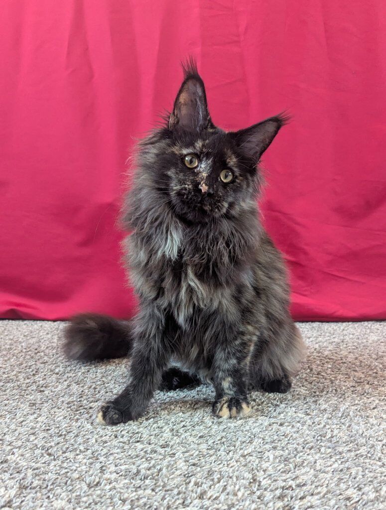 Female Maine Coon kitten (spayed)