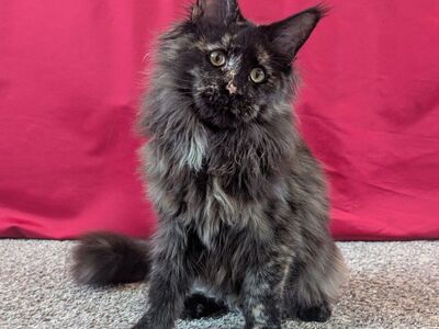 Female Maine Coon kitten (spayed)