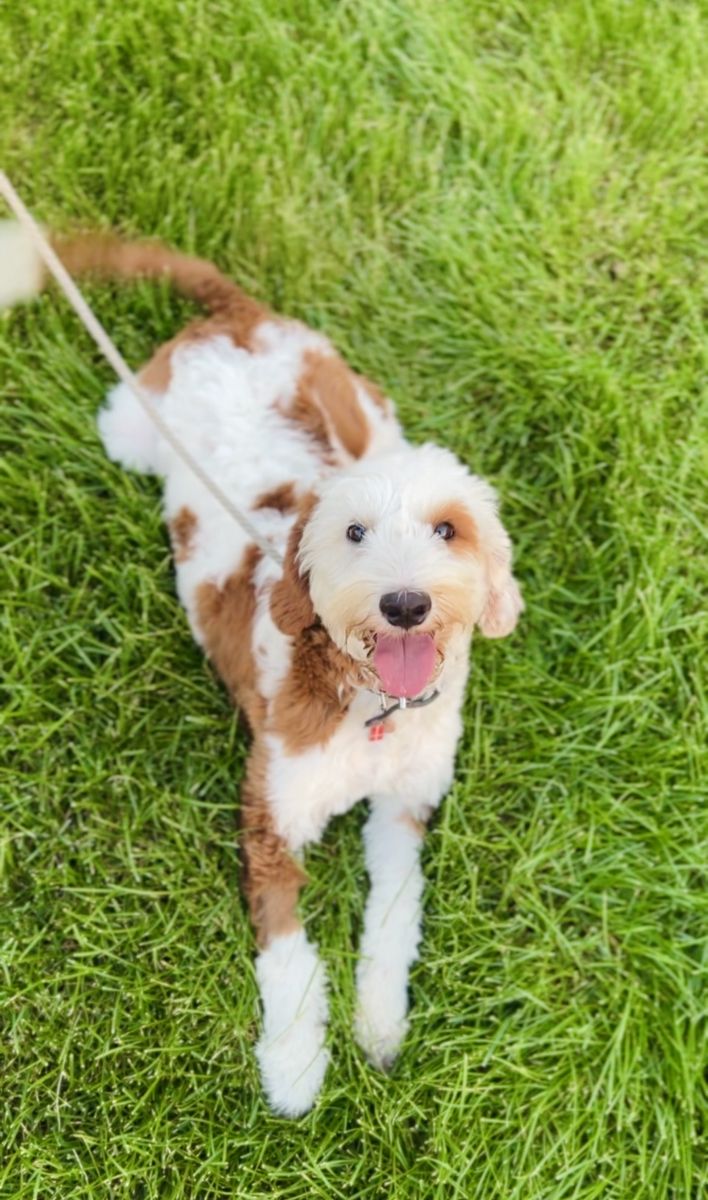 Spayed Female Mini Bernedoodle - 7 Months Old & Non-Shedding